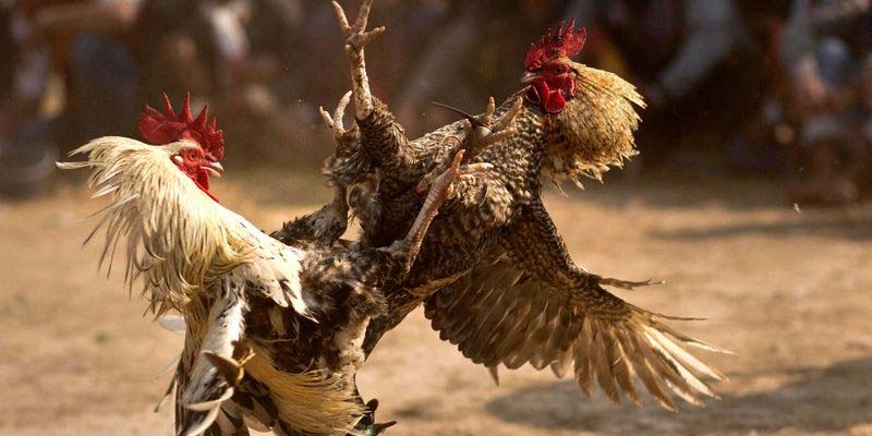 Kinh nghiệm chơi đá gà giúp hội viên làm chủ cuộc chơi